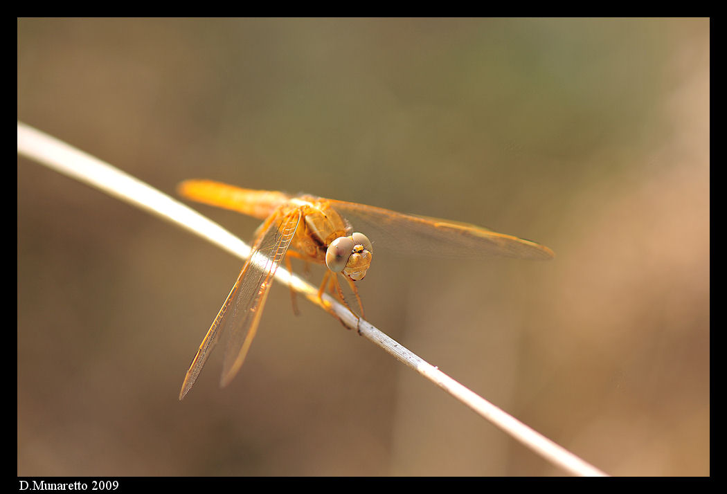 Libellula...equilibrista!